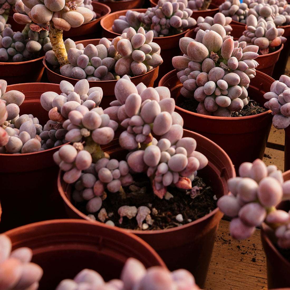 4'' Pachyphytum Pink Lovers, Rare Live Succulent Plants