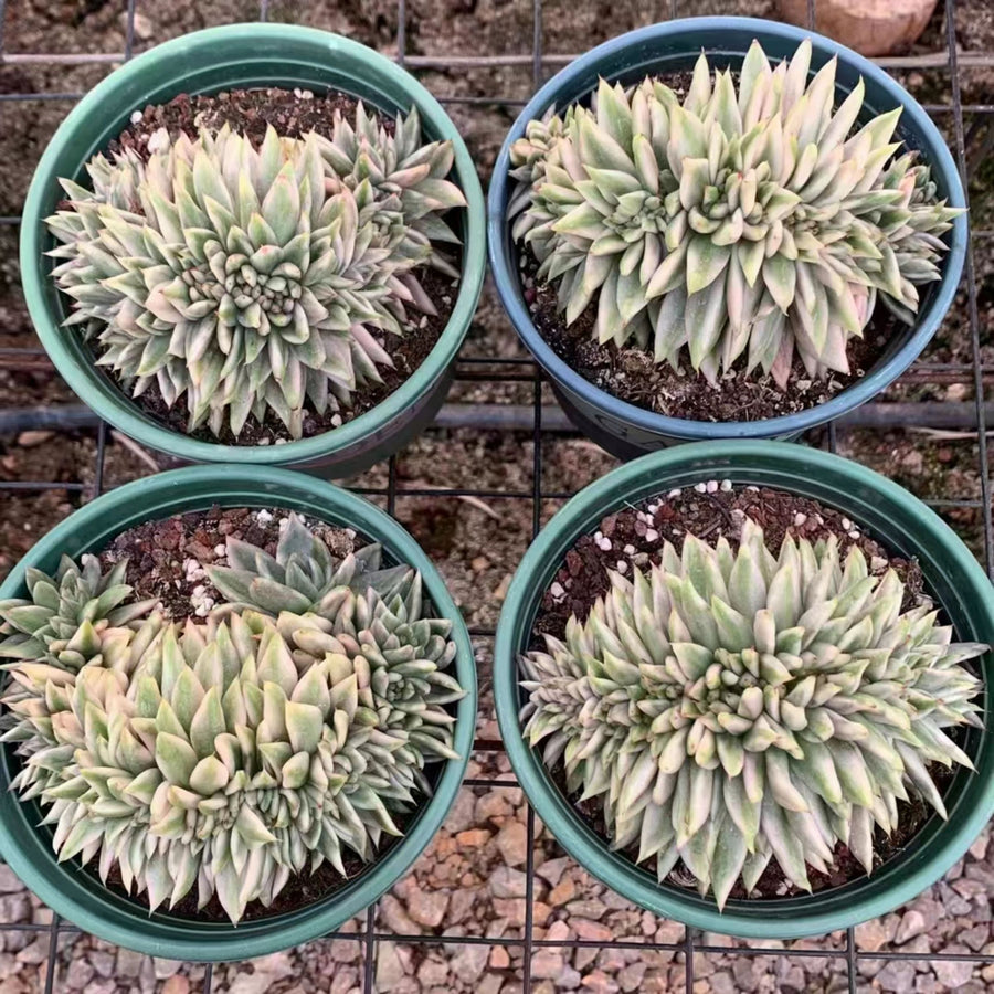 5'' Echeveria Agavoides Variegated Crested, Rare Live Succulent Plants