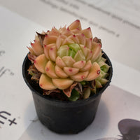 2'' Echeveria Xingyue Bubble, Rare Live Succulent Plants