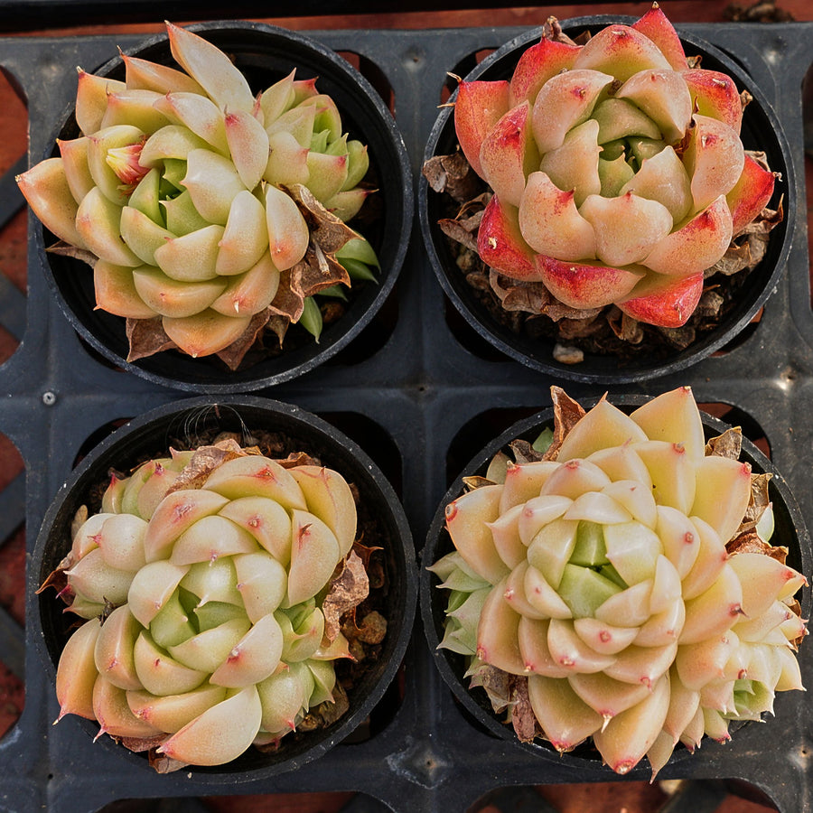 2'' Echeveria Xingyue Bubble, Rare Live Succulent Plants