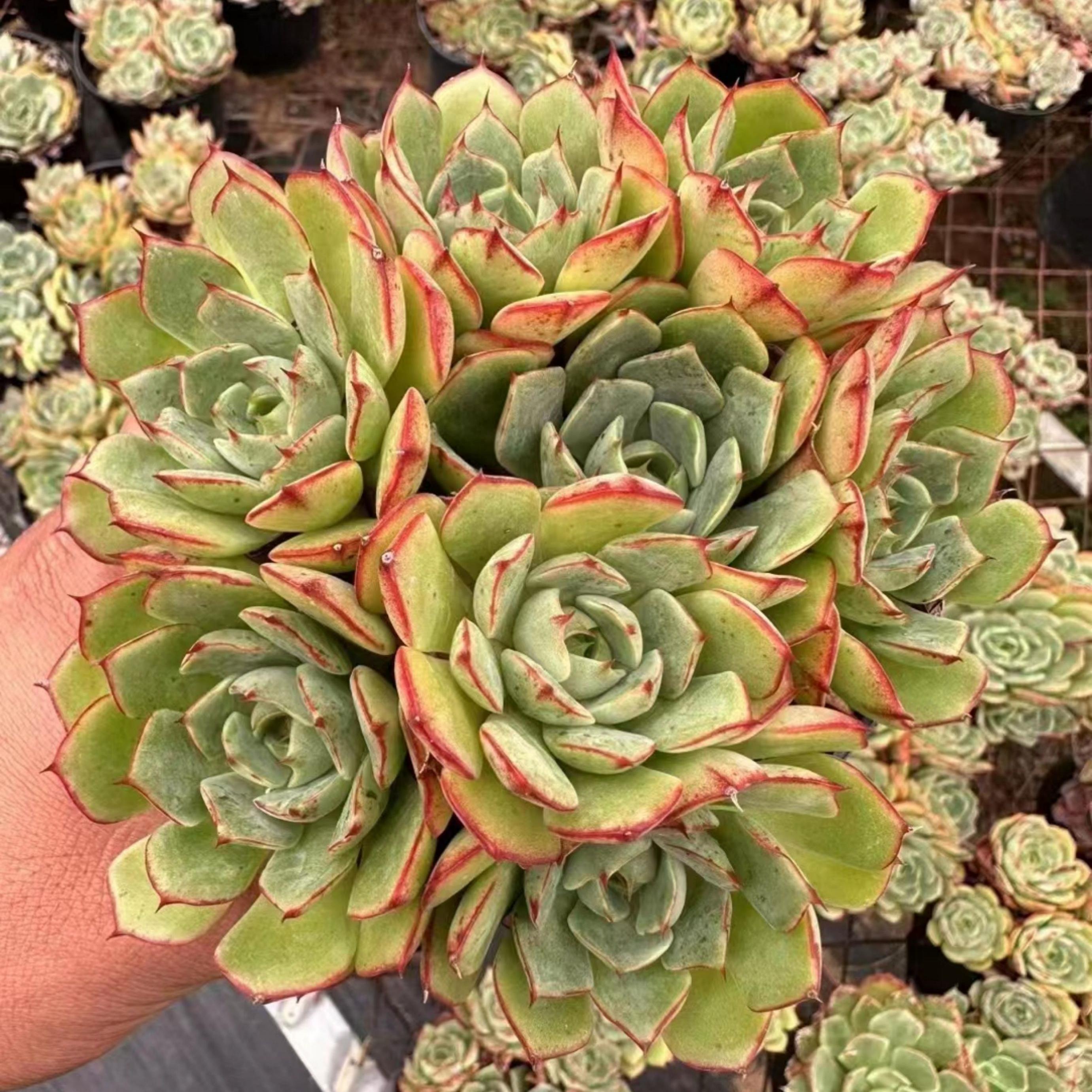 6'' Echeveria Love Fire, Rare Live Succulent Plants – cocosucculent