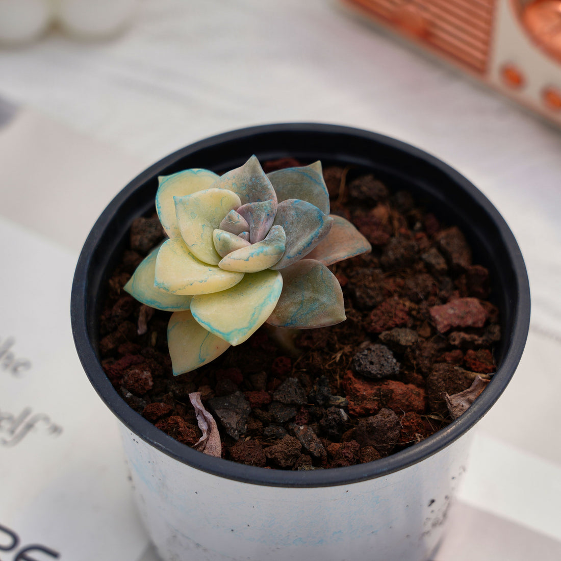 2'' Graptopetalum Purple Delight Yellow Variegated, Rare Live Succulent Plants