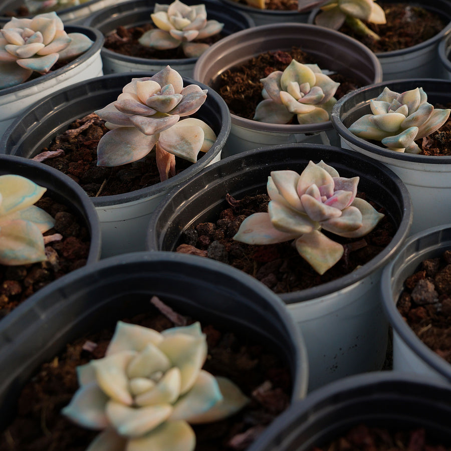 2'' Graptopetalum Purple Delight Yellow Variegated, Rare Live Succulent Plants