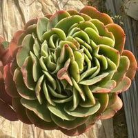 5'' Echeveria Esmeralda, Rare Live Succulent Plants
