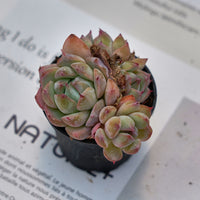 2'' Echeveria Prism, Rare Live Succulent Plants