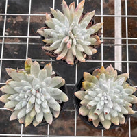 5'' Dudleya Greenei, Rare Live Succulent Plants