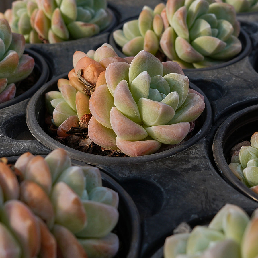 4'' Echeveria Ice Green, Rare Live Succulent Plants