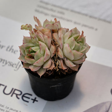 2.5'' Echeveria Daqiao, Rare Live Succulent Plants