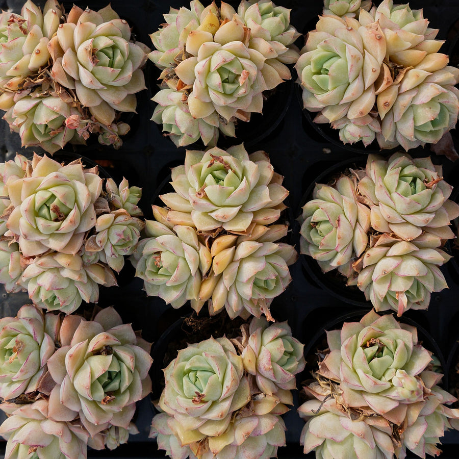 2.5'' Echeveria Daqiao, Rare Live Succulent Plants