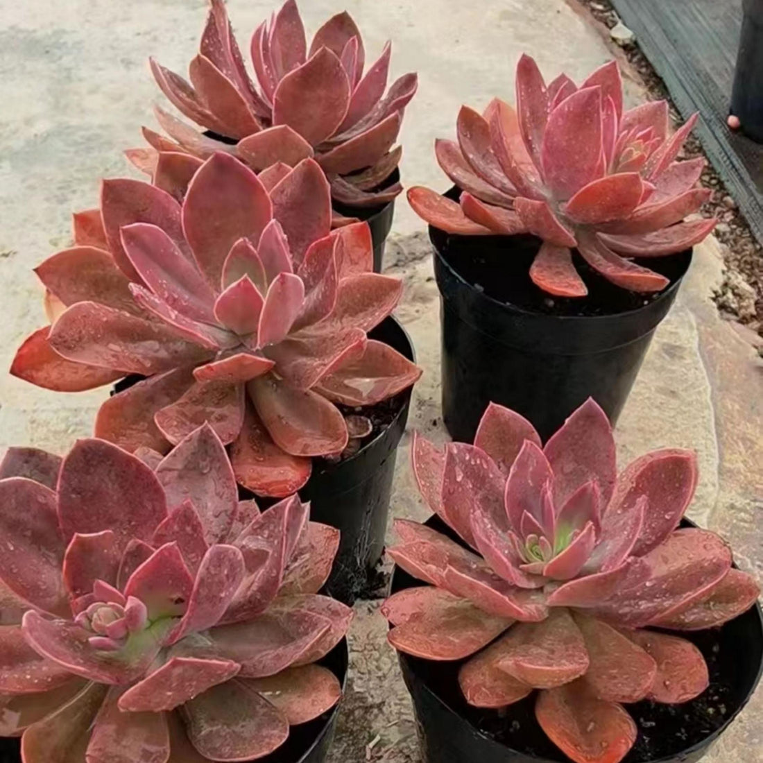 5'' Echeveria Hanaikada, Rare Live Succulent Plants