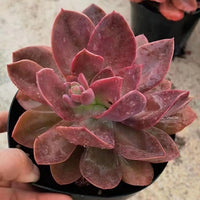 5'' Echeveria Hanaikada, Rare Live Succulent Plants