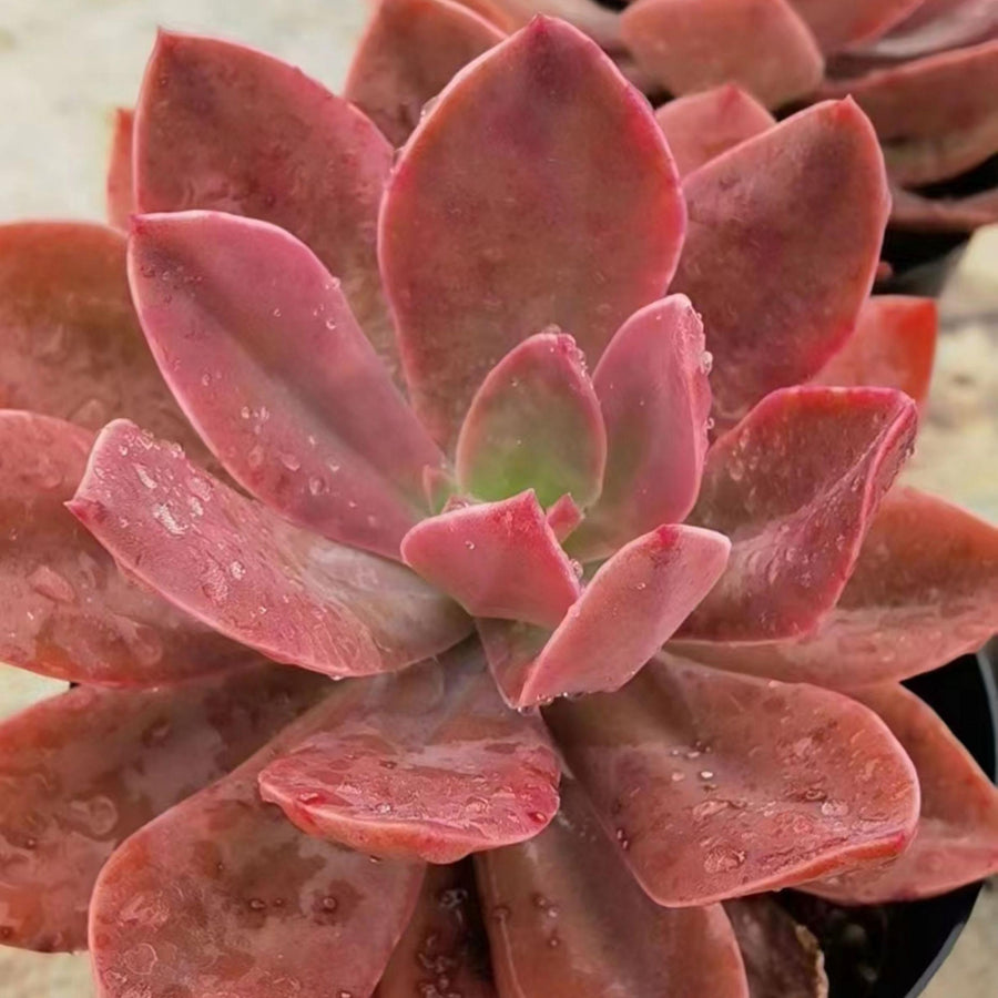 5'' Echeveria Hanaikada, Rare Live Succulent Plants