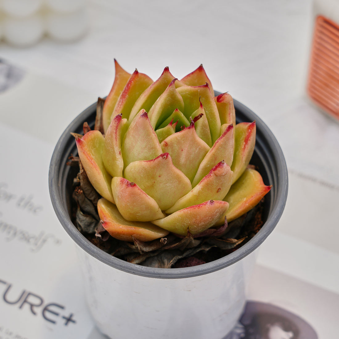 3'' Echeveria Jade Star, Rare Live Succulent Plants