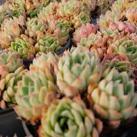 4'' Echeveria Rasberry Ice, Rare Live Succulent Plants