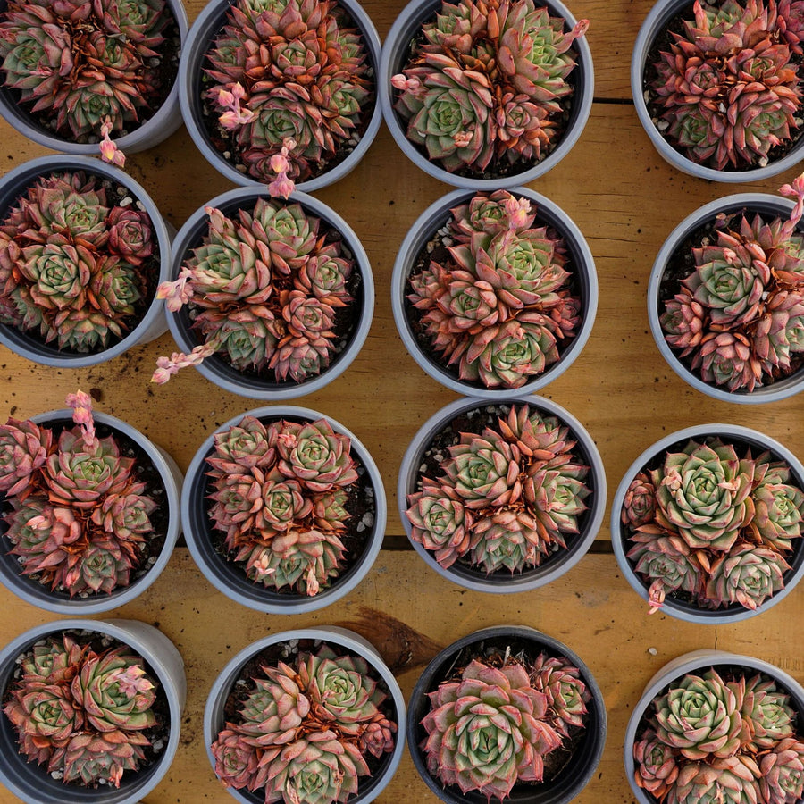 3'' Echeveria Lindsayana, Rare Live Succulent Plants