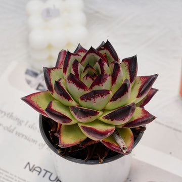 4'' Echeveri Agavoides Ebony, Rare Live Succulent Plants