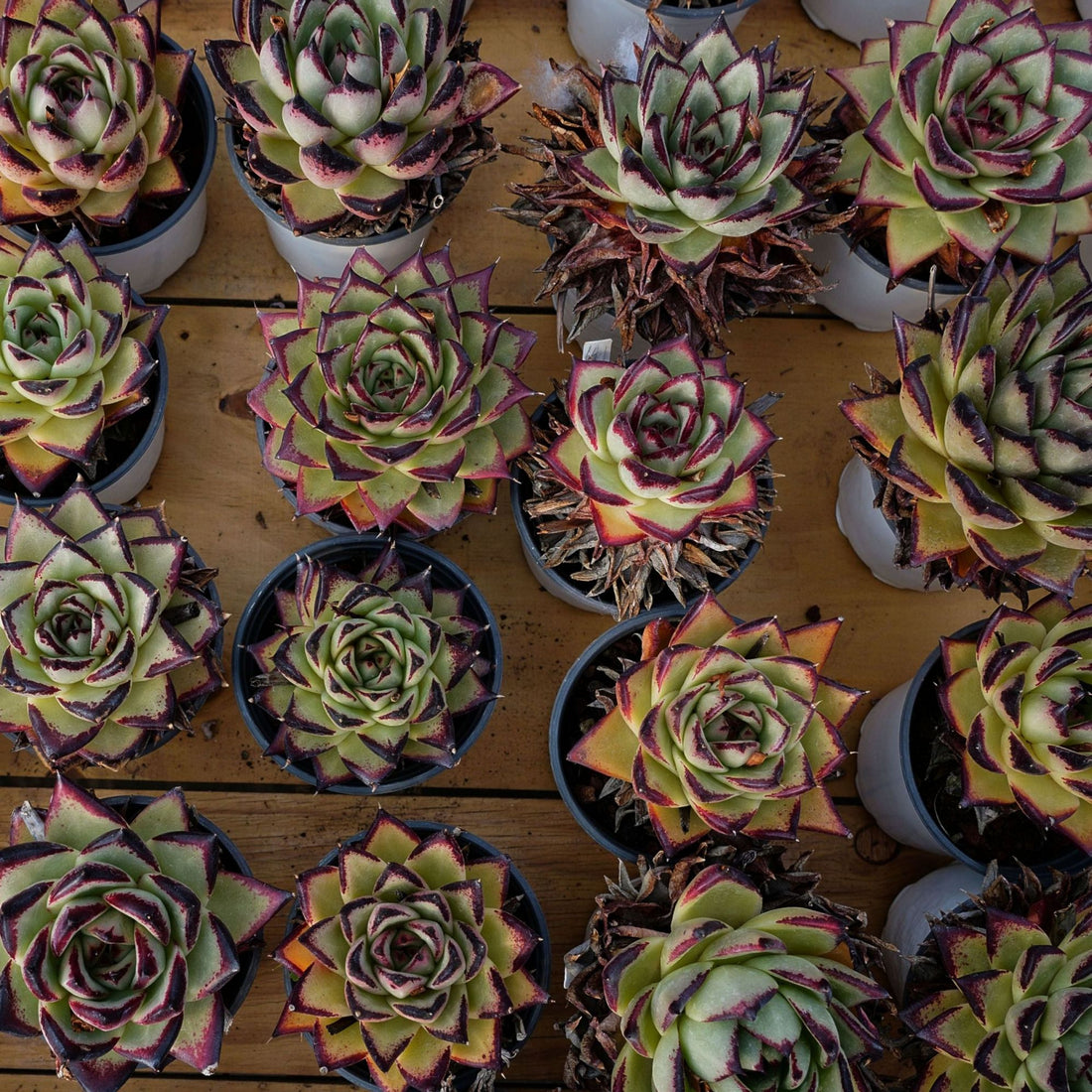 4'' Echeveri Agavoides Ebony, Rare Live Succulent Plants