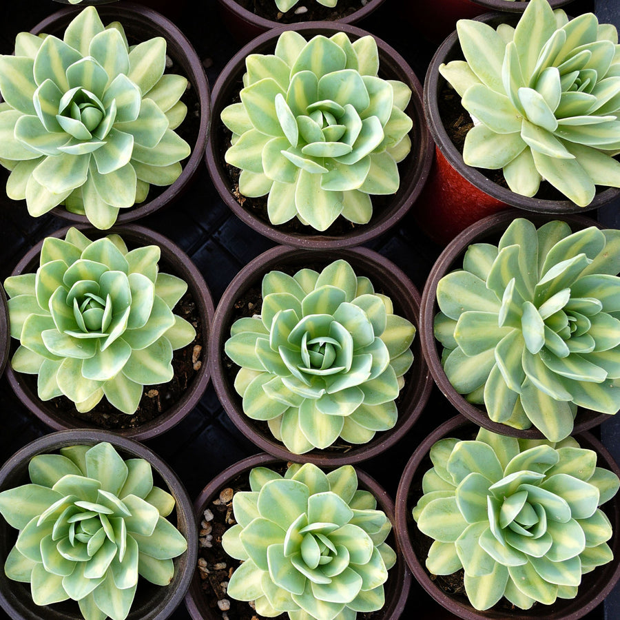 3'' Orostachys Iwarenge Variegata Howow, Rare Live Succulent Plants