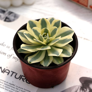 3'' Echeveria Fuji Variegated, Rare Live Succulent Plants