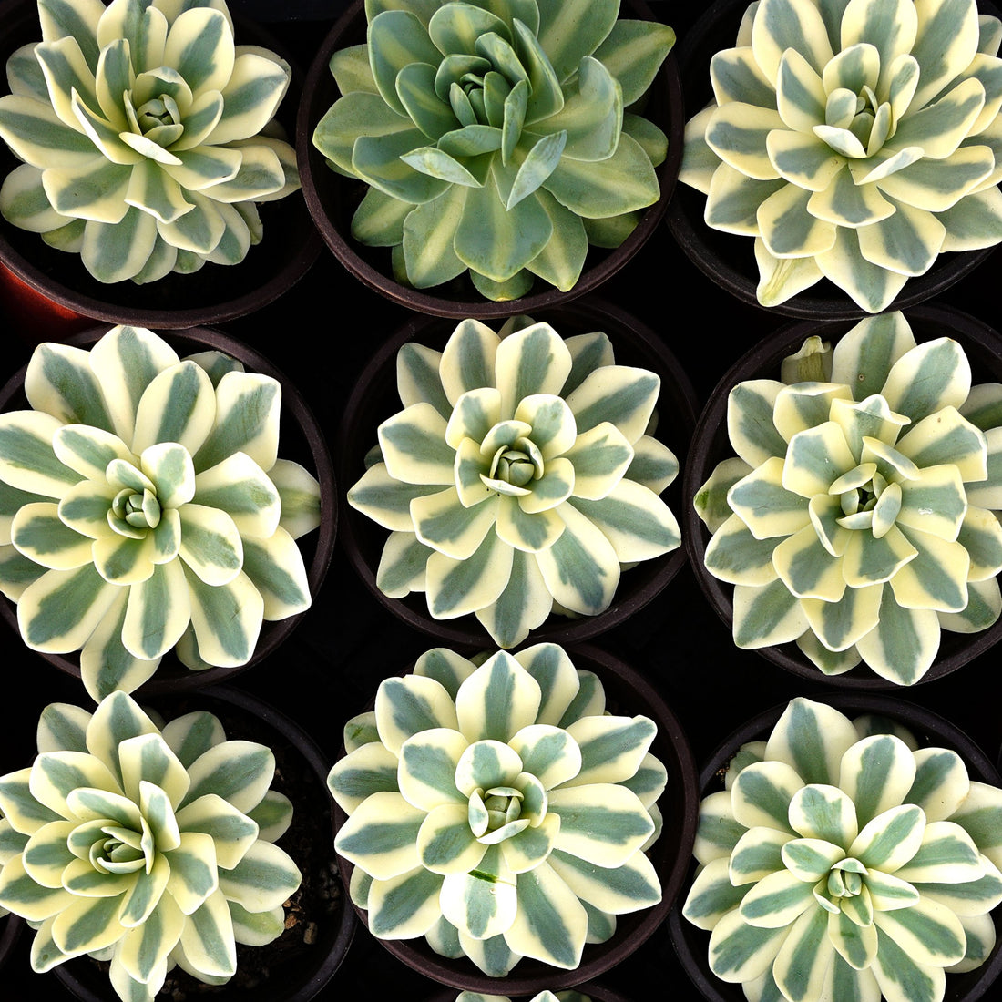 3'' Echeveria Fuji Variegated, Rare Live Succulent Plants