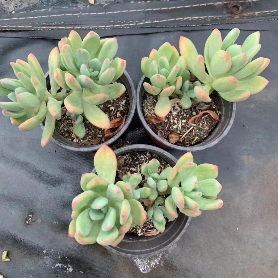 6'' Pachyphytum Doctor Cornelius, Rare Live Succulent Plants