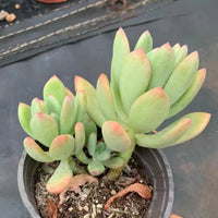 6'' Pachyphytum Doctor Cornelius, Rare Live Succulent Plants