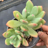 6'' Pachyphytum Doctor Cornelius, Rare Live Succulent Plants