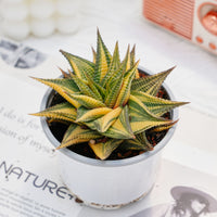 3'' Haworthia Limifolia Variegated, Rare Live Succulent Plants