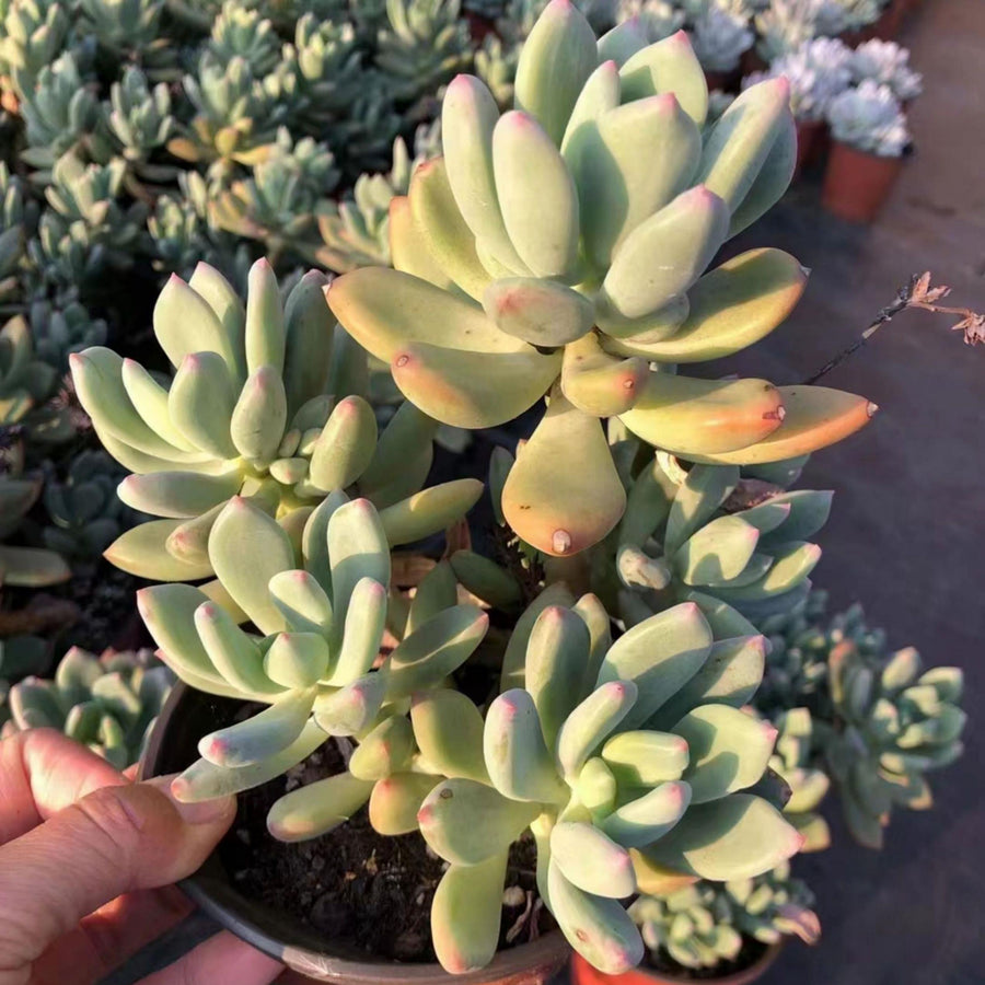 6'' Pachyphytum Doctor Cornelius, Rare Live Succulent Plants