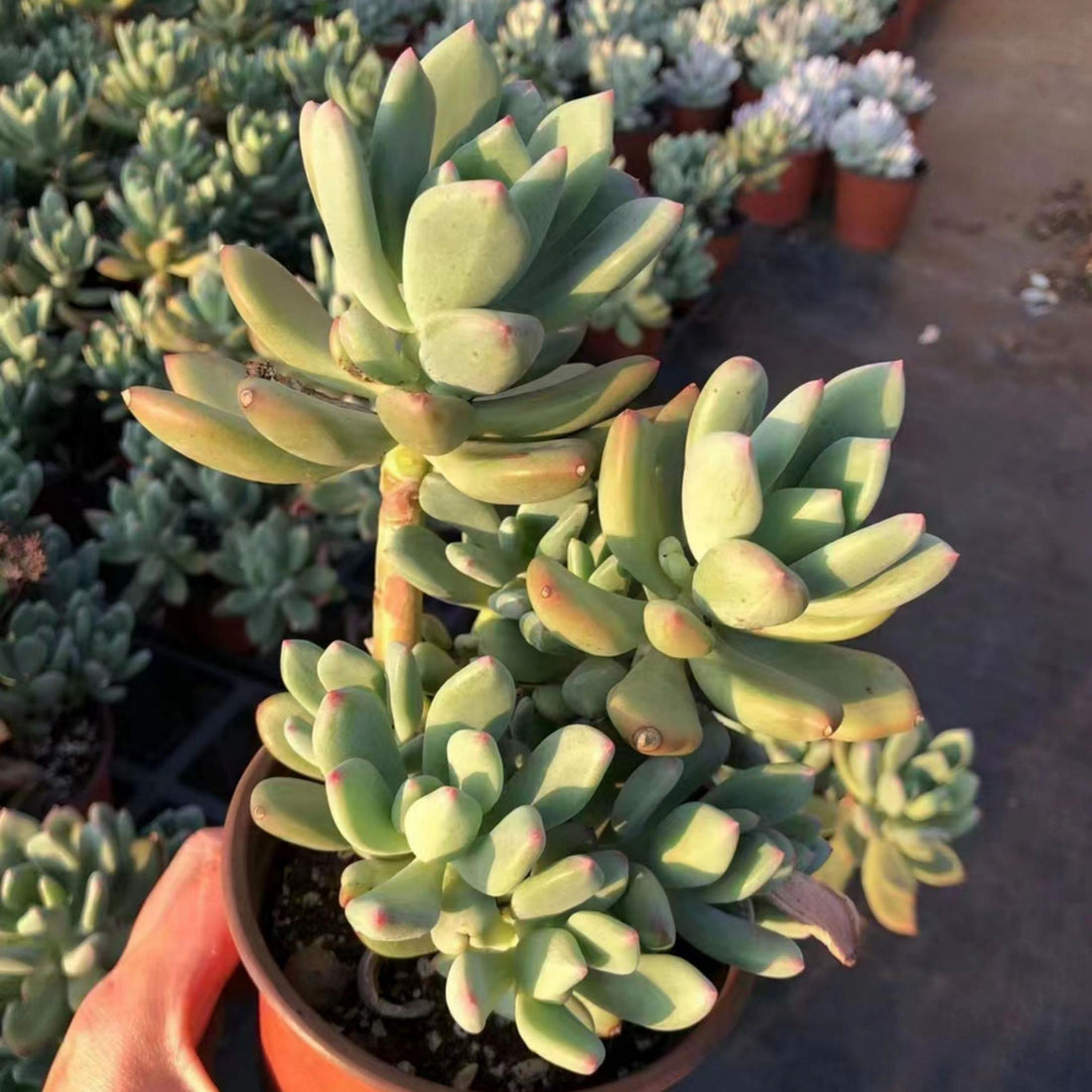 6'' Pachyphytum Doctor Cornelius, Rare Live Succulent Plants