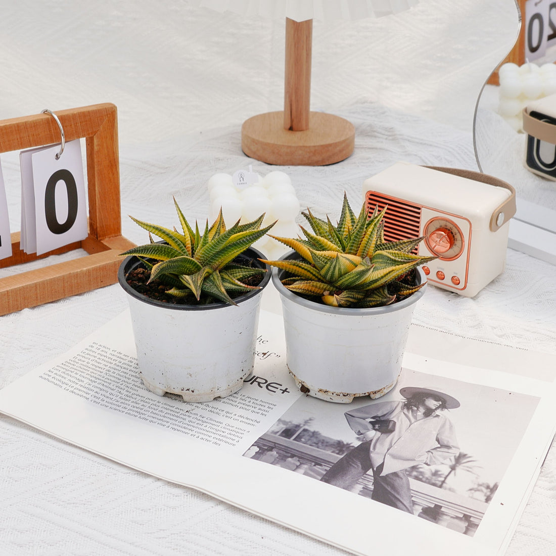 3'' Haworthia Limifolia Variegated, Rare Live Succulent Plants