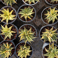 3'' Haworthia Limifolia Variegated, Rare Live Succulent Plants