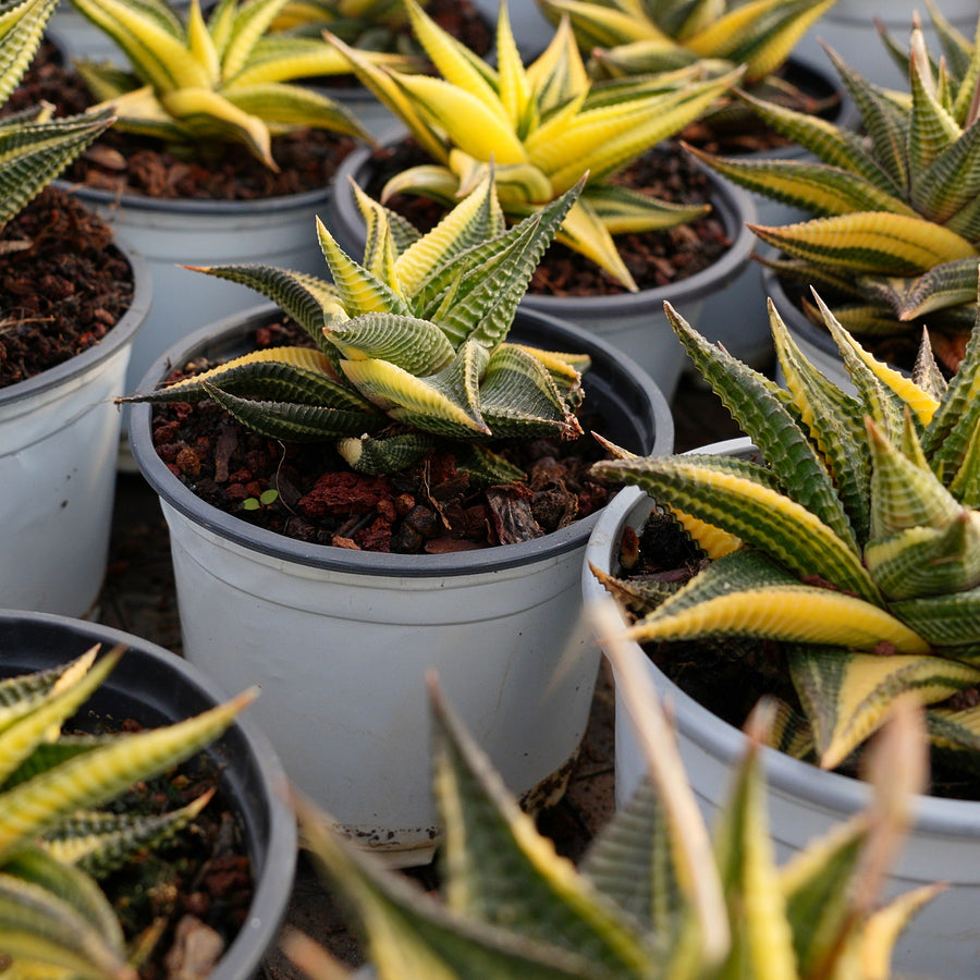 3'' Haworthia Limifolia Variegated, Rare Live Succulent Plants