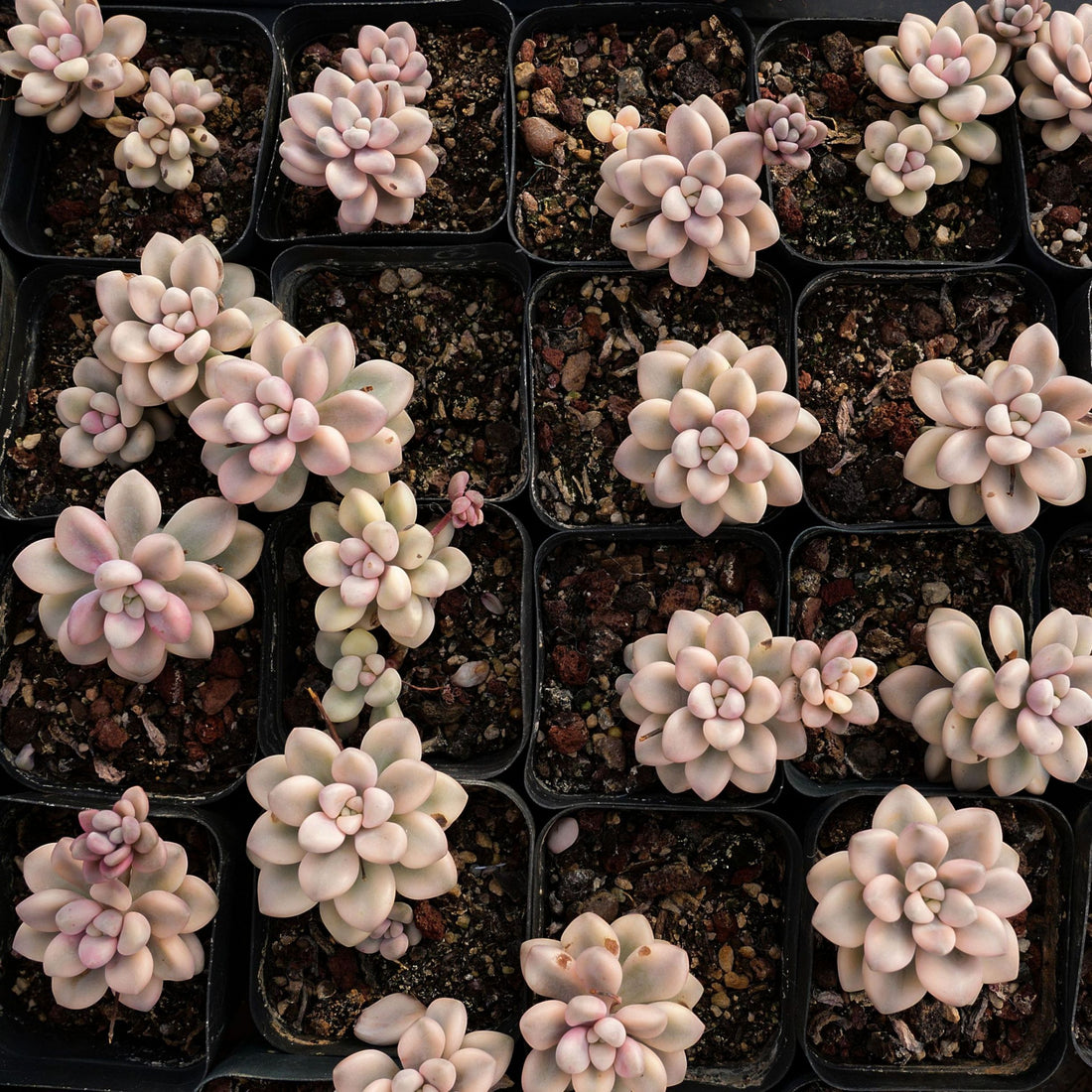 2.5'' Graptopetalum Ellen Variegated, Rare Live Succulent Plants