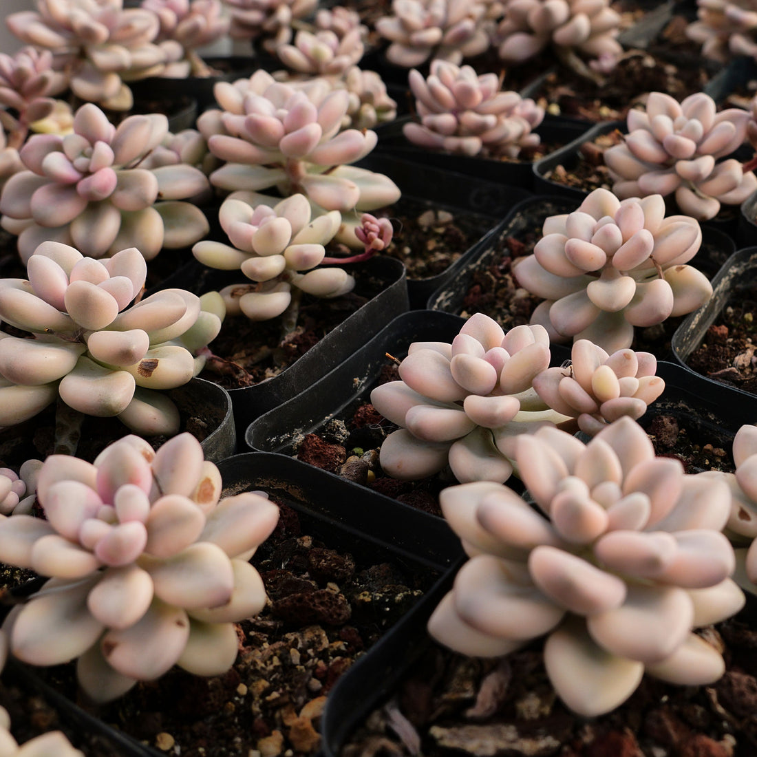 2.5'' Graptopetalum Ellen Variegated, Rare Live Succulent Plants