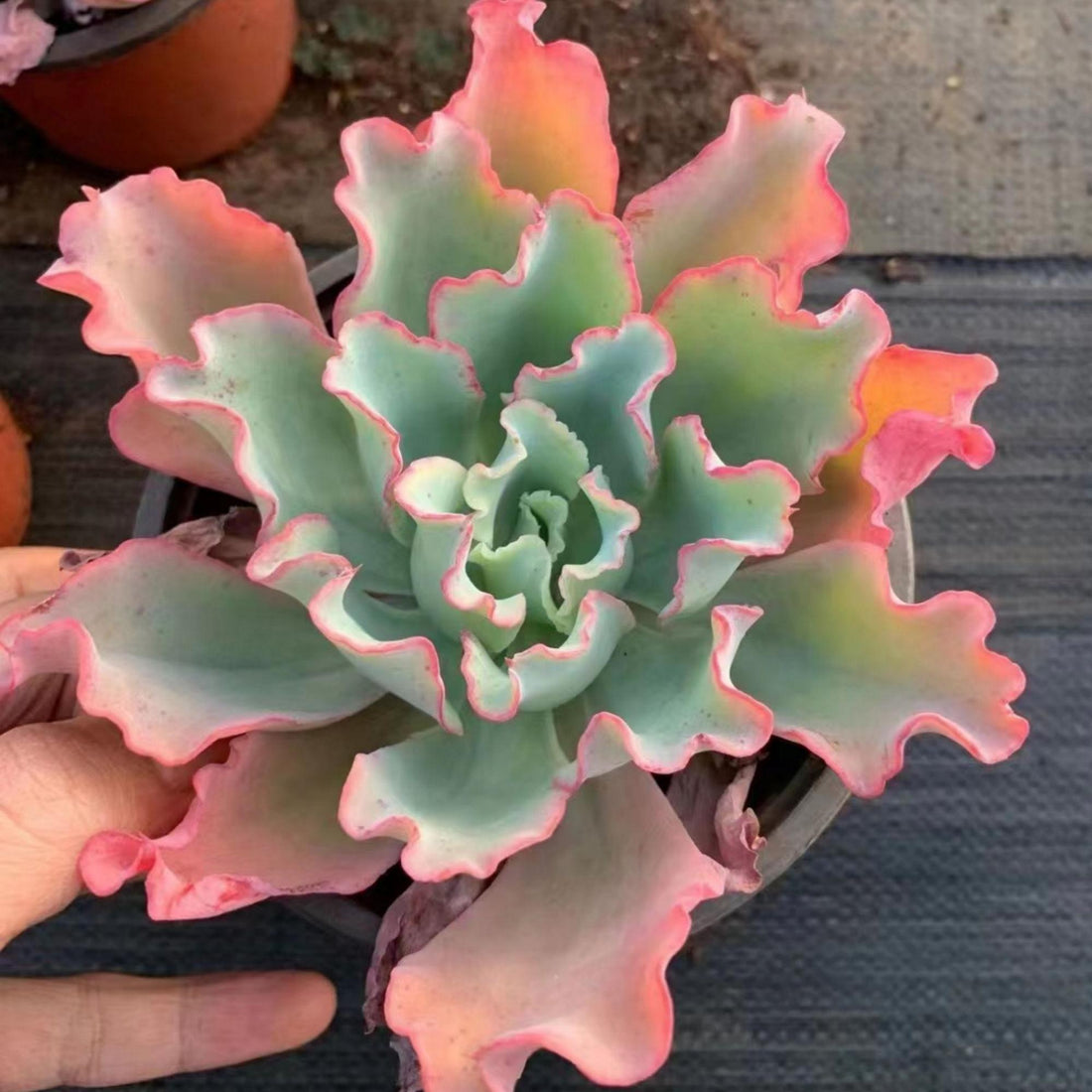 5'' Echeveria Aquarius, Rare Live Succulent Plants