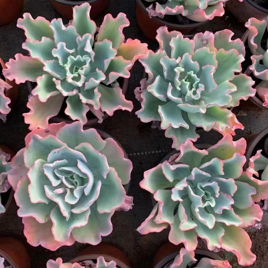 5'' Echeveria Aquarius, Rare Live Succulent Plants