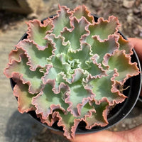 5'' Echeveria Aquarius, Rare Live Succulent Plants