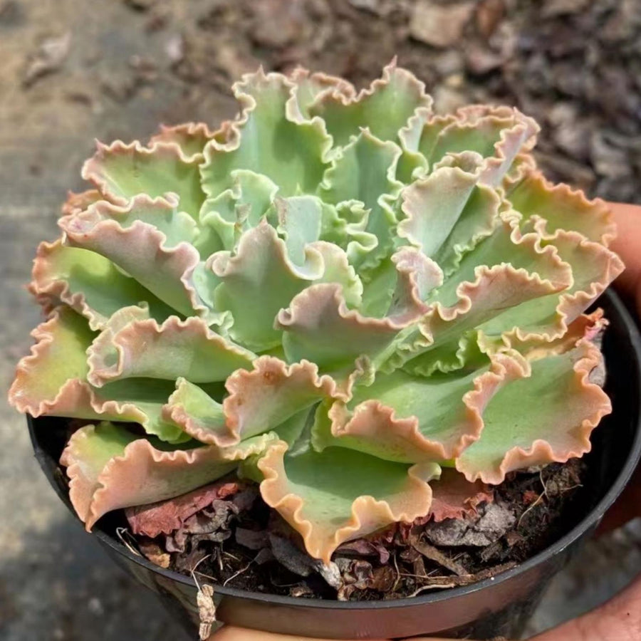 5'' Echeveria Aquarius, Rare Live Succulent Plants