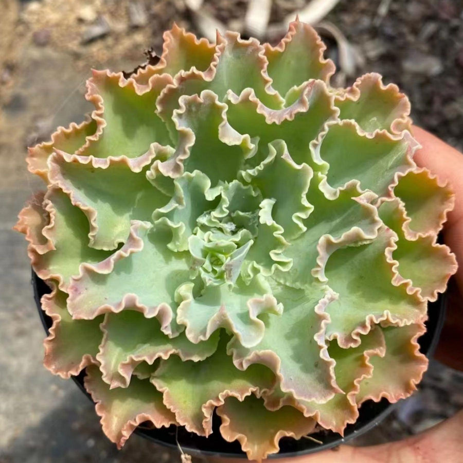 5'' Echeveria Aquarius, Rare Live Succulent Plants