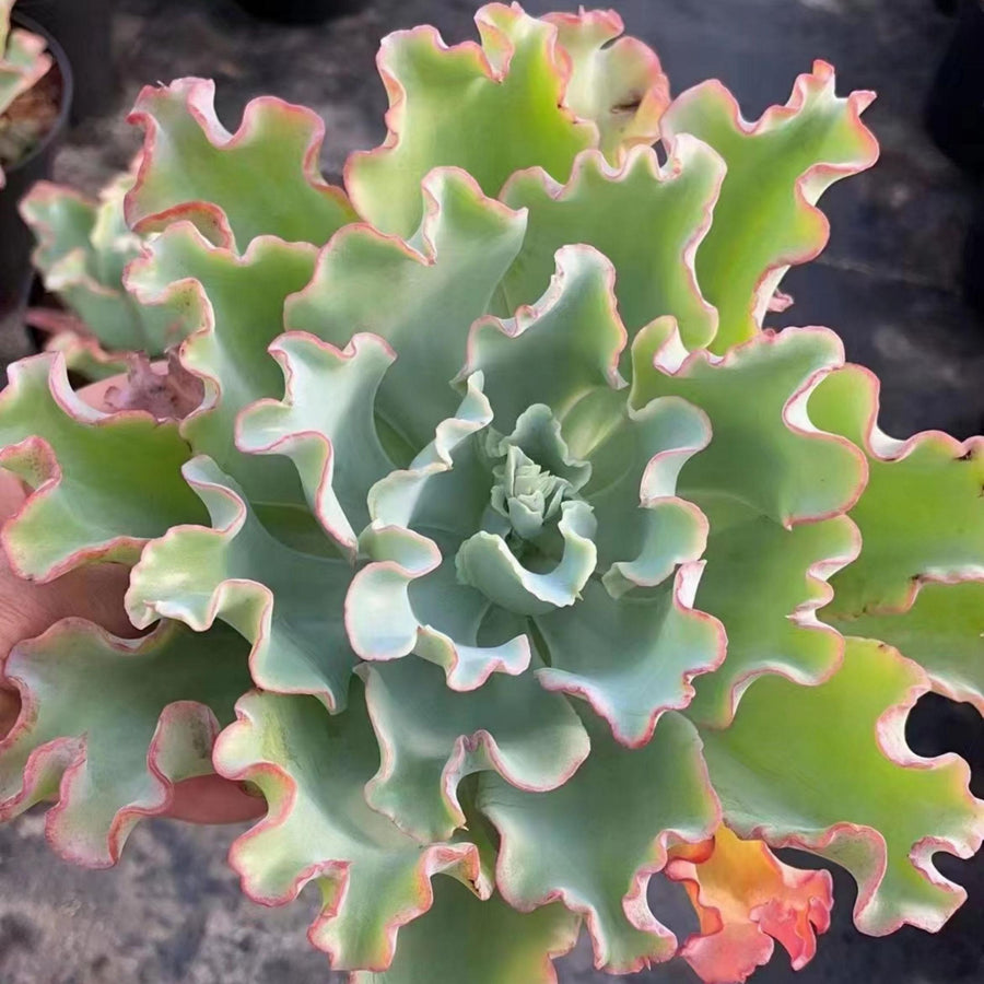 5'' Echeveria Aquarius, Rare Live Succulent Plants