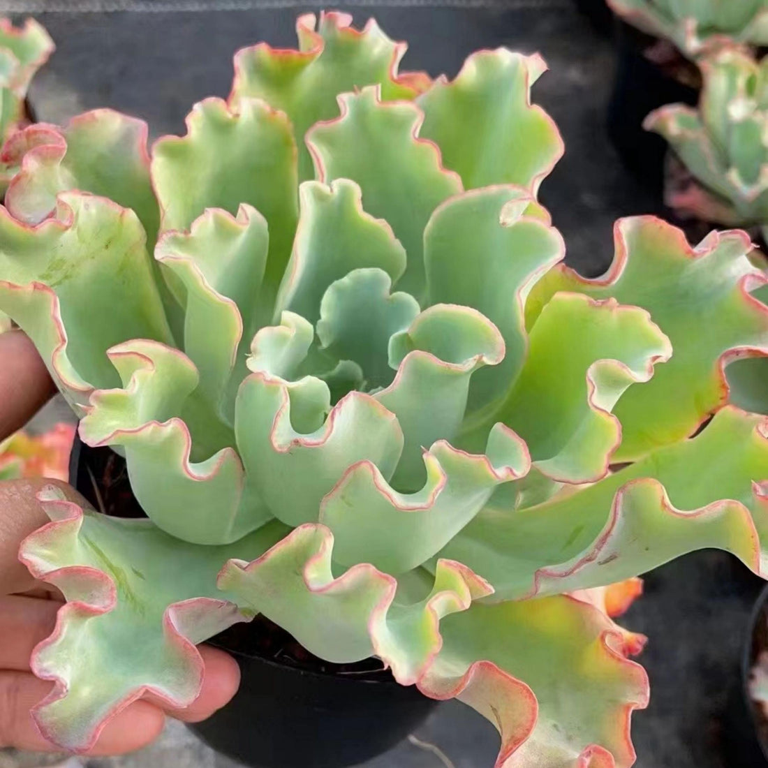 5'' Echeveria Aquarius, Rare Live Succulent Plants