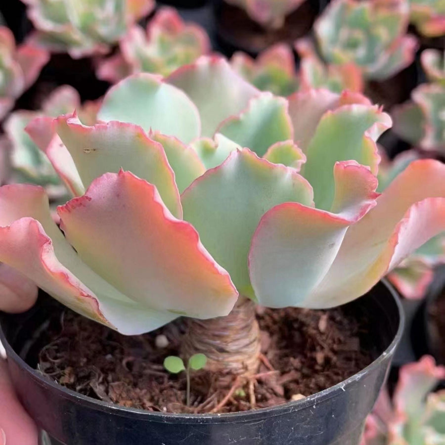 5'' Echeveria Aquarius, Rare Live Succulent Plants