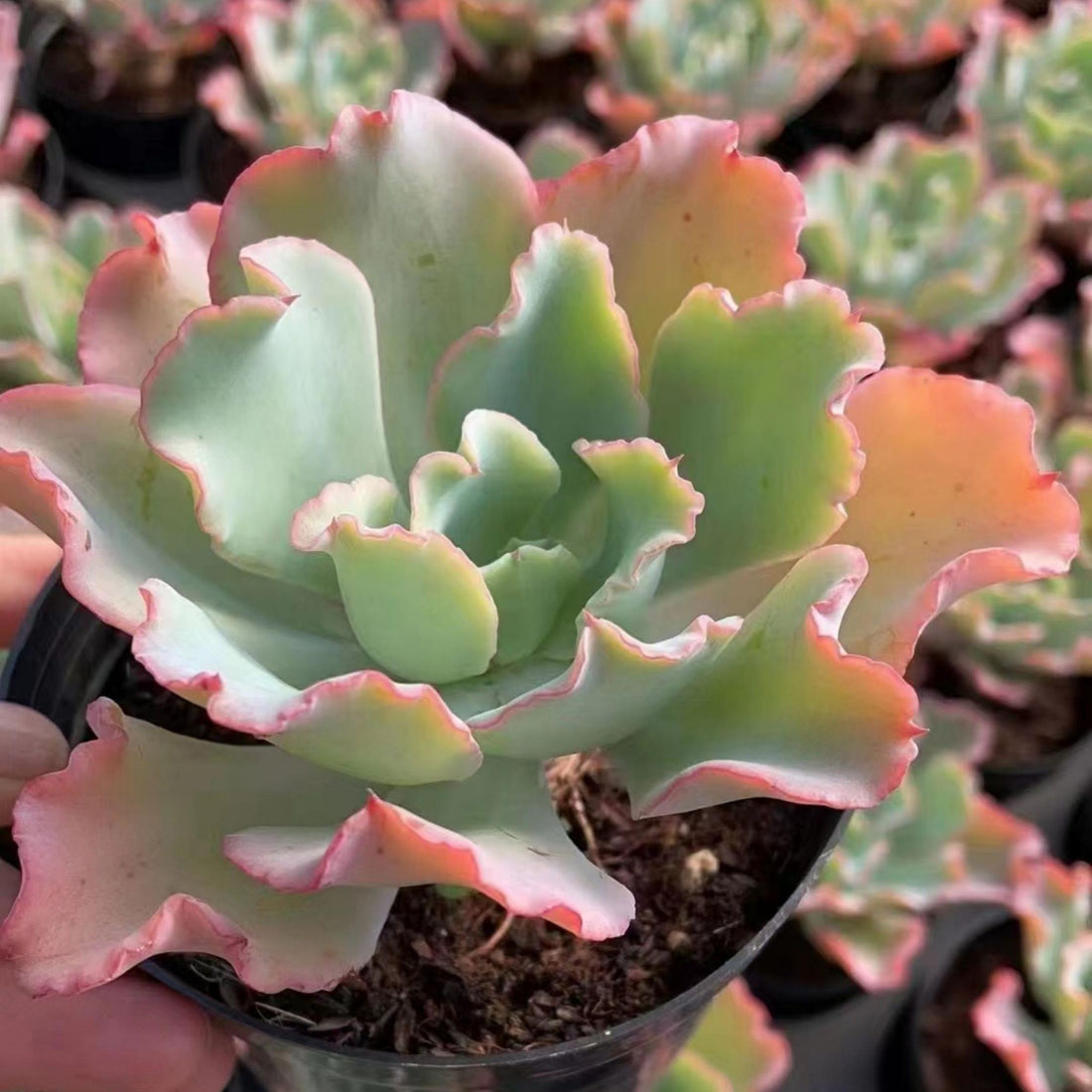 5'' Echeveria Aquarius, Rare Live Succulent Plants