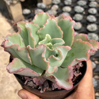 5'' Echeveria Aquarius, Rare Live Succulent Plants