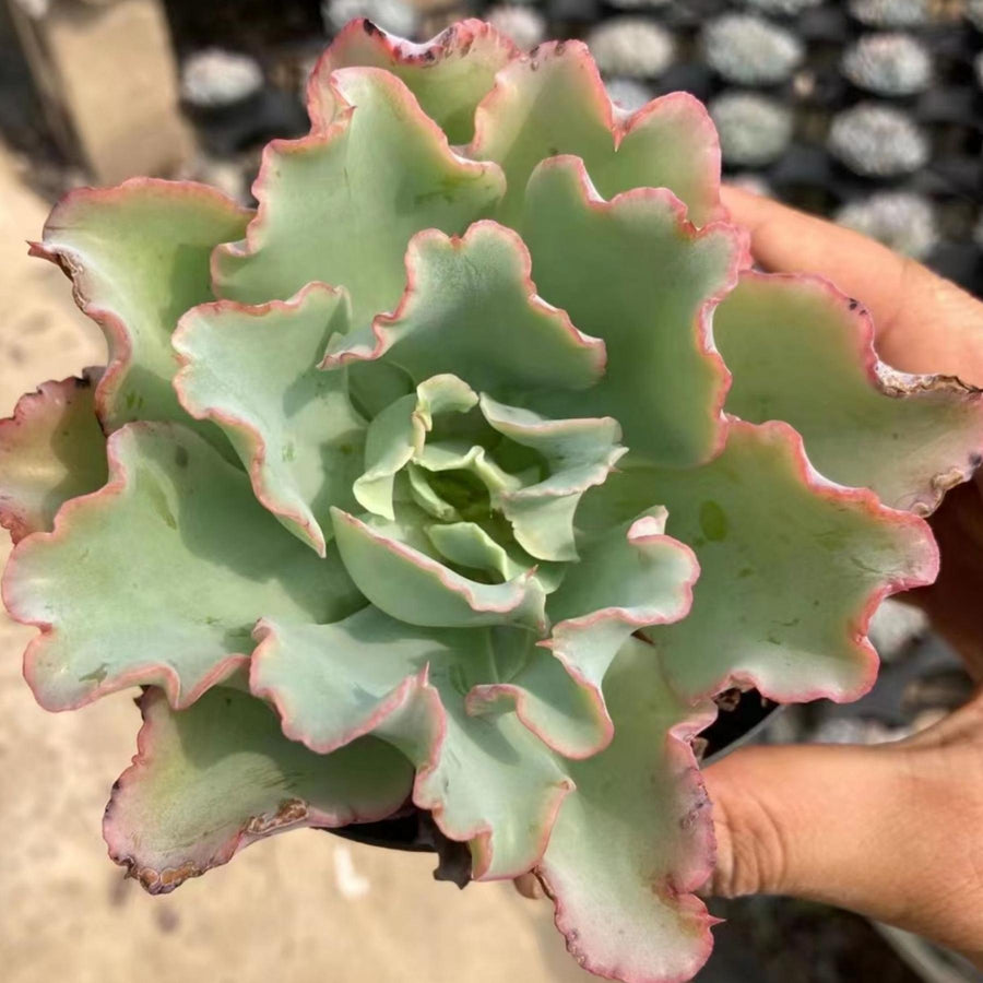 5'' Echeveria Aquarius, Rare Live Succulent Plants