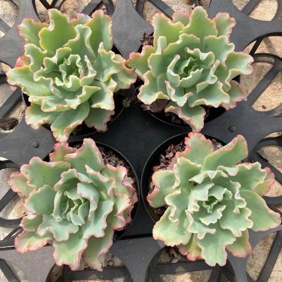 5'' Echeveria Aquarius, Rare Live Succulent Plants