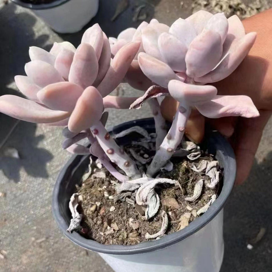 6'' Pachyphytum 'Blue Haze', Rare Live Succulent Plants