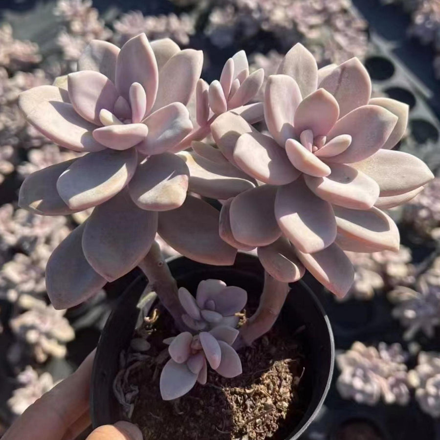 6'' Pachyphytum 'Blue Haze', Rare Live Succulent Plants