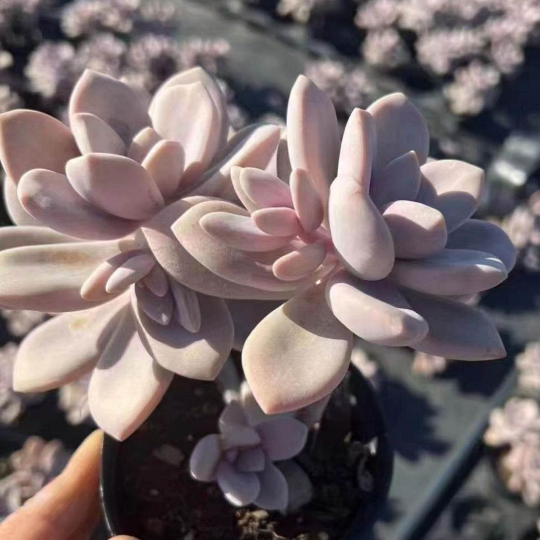 6'' Pachyphytum 'Blue Haze', Rare Live Succulent Plants